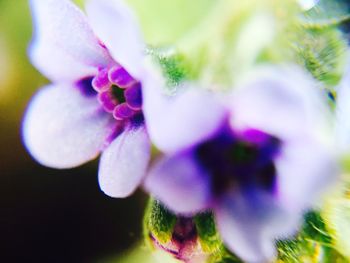 Close-up of purple flower