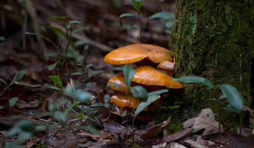 Mushrooms growing in forest