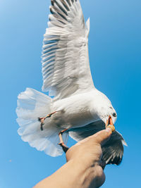 Low angle view of seagull flying against clear blue sky