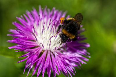 Close-up of bee pollinating on purple flower