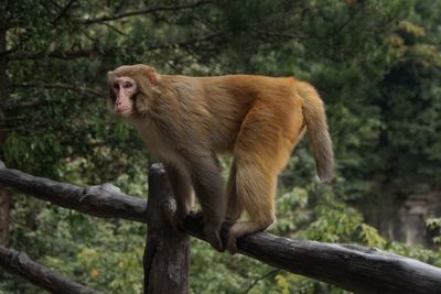 Monkey sitting on a tree