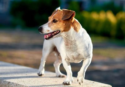 Close-up of dog standing on retaining wall