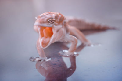 Close-up of lizard on water