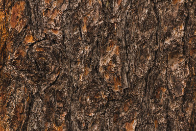 Non uniform grungy hard bark wood texture perfect for textured backdrop background