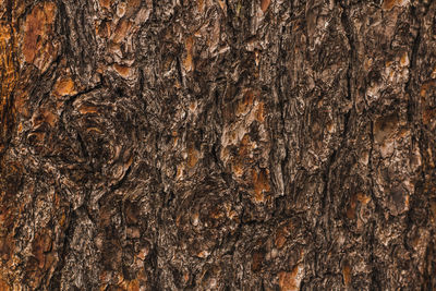 Non uniform grungy hard bark wood texture perfect for textured backdrop background