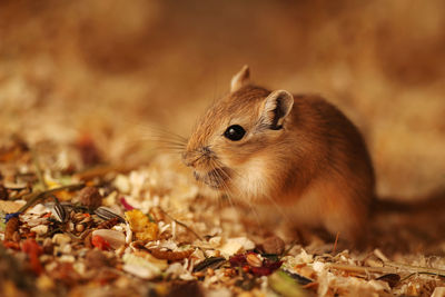 Close-up of gerbil on field