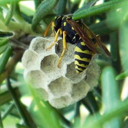 Close-up of plant