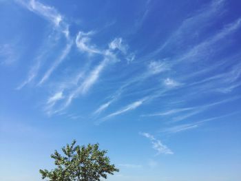 Low angle view of tree against blue sky