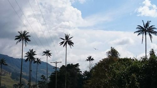 Low angle view of palm trees against cloudy sky