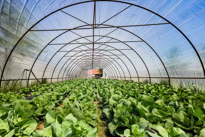 Organic cabbage growing in micro farm greenhouse