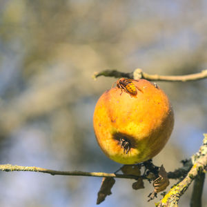 Close-up of insect on fruit