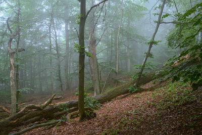 Trees in forest