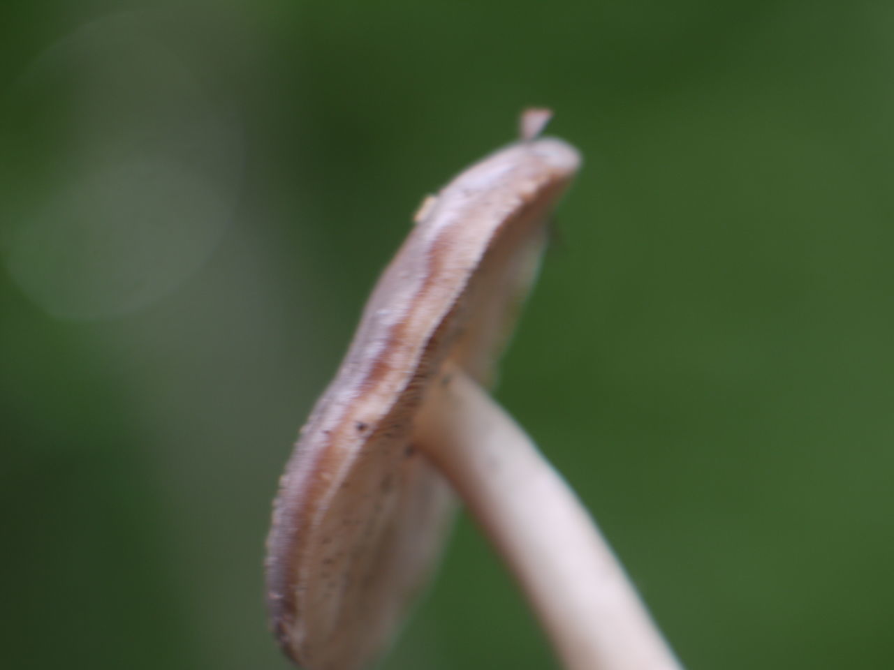 CLOSE-UP OF GRASSHOPPER ON PLANT