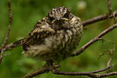 Close-up of bird perching on branch