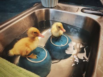 High angle view of ducklings in water