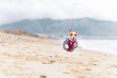 Tsunami the jack russell terrier dog running on a beach in sicily