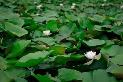 Close-up of white flowers