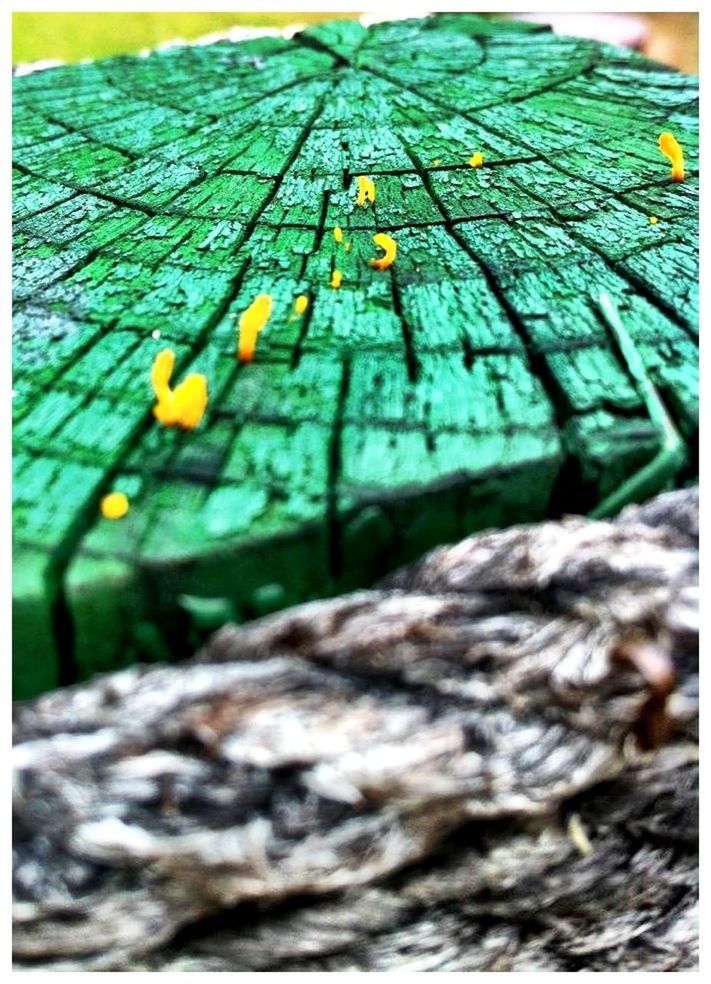 transfer print, selective focus, close-up, focus on foreground, metal, auto post production filter, railing, surface level, textured, pattern, day, fence, no people, outdoors, sunlight, metallic, chainlink fence, wood - material, rusty, detail