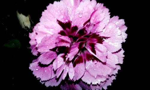 Close-up of wet purple flowers blooming against black background