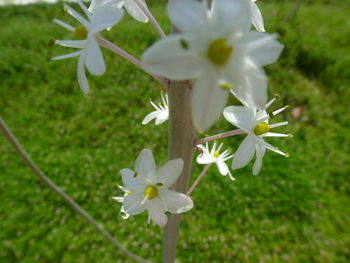 Close-up of white flowers