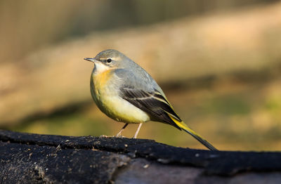 Close-up of bird perching on wood