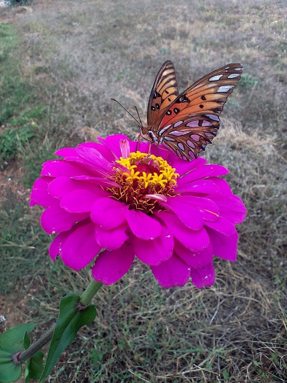 CLOSE-UP OF BUTTERFLY POLLINATING FLOWER