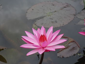 Close-up of pink water lily