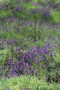 Purple flowering plants on field