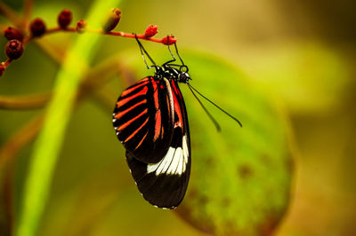 Close-up of butterfly pollinating flower