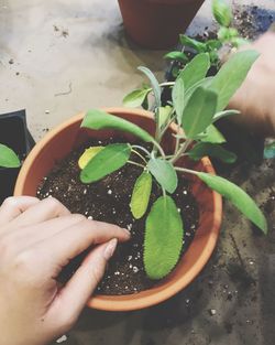 Close-up of hand holding plant