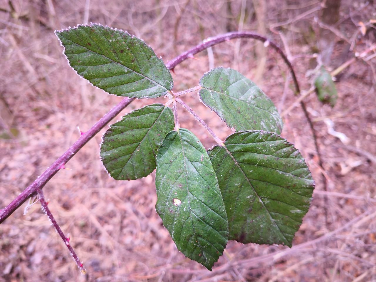 HIGH ANGLE VIEW OF FRESH GREEN LEAVES ON PLANT