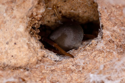 Close-up of insect