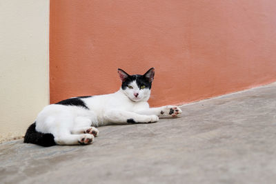 Portrait of cat lying on wall