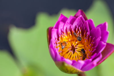 Close-up of pink lotus water lily