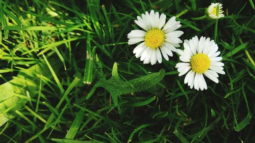 Close-up of white flowering plant on field