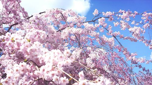 Low angle view of pink flowers blooming on tree