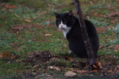 Cat looking away on field