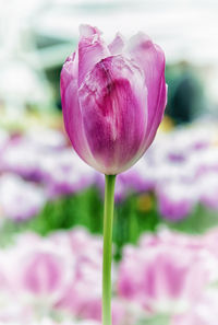 Close-up of pink tulip