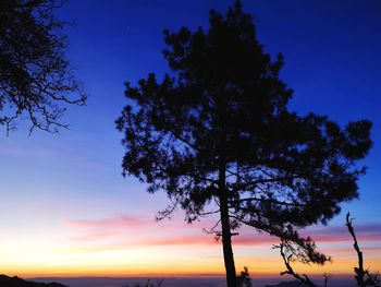 Low angle view of silhouette tree against sky during sunset