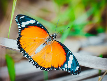 Butterfly on leaf