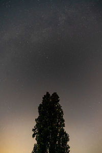 Low angle view of tree against sky at night