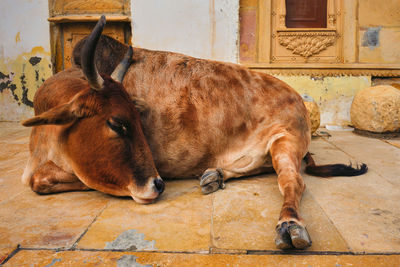 Close-up of a sleeping resting