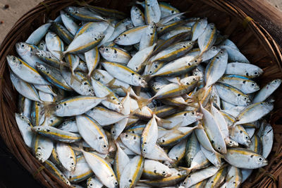 Close-up of fish for sale in market