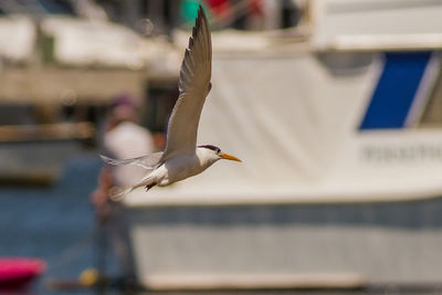 Seagull flying