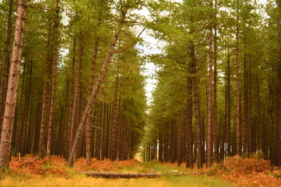 Pine trees in forest