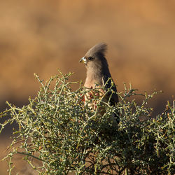 Close-up of bird perching on branch