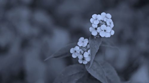 Close-up of white flowering plant