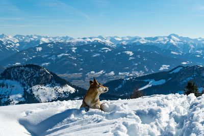 View of a dog on snowcapped mountain