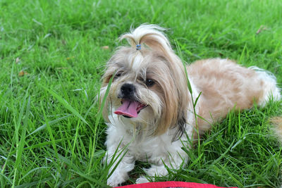 Portrait of a dog on field