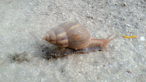 animal shell